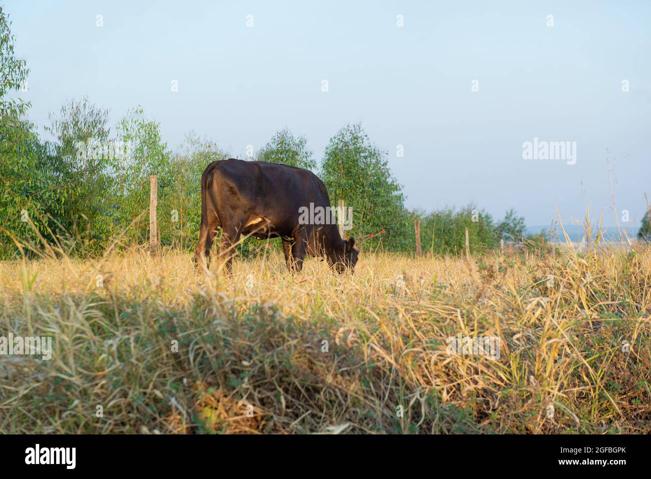 Bestiame bovino di manzo pascolo in una giornata calda sotto il sole intenso e molto secco erba durante l'autunno brasiliano. Ampio sistema di allevamento di bovini - bestiame in Foto Stock