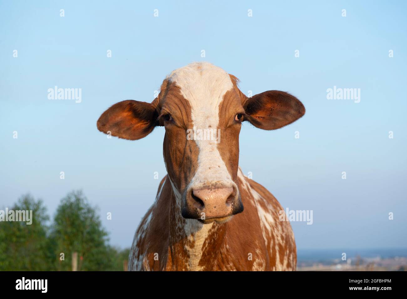 Primo piano della bella vacca olandese (Holstein Friesian) al tramonto, marrone e bianca, con le zecche che parassita l'orecchio. Il parassitismo è un inarmoni Foto Stock
