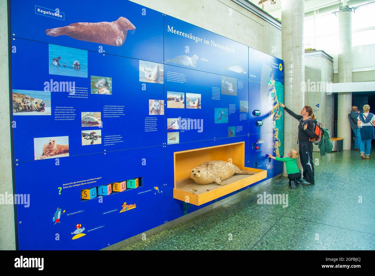 Il Multimar Wattforum, che è il Centro informazioni del Parco Nazionale Schleswig-Holstein Wadden Sea. Preso in Schleswig-Holstein, Germania il Lug Foto Stock