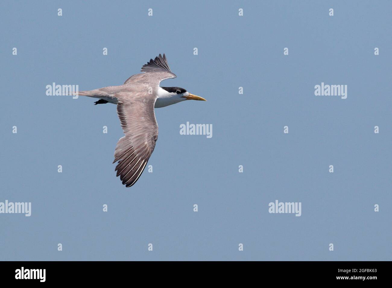 Greater Crested Tern (Thalasseus bergi), vista dorsale in volo, South China Sea, South of Hong Kong, China 22 agosto 2021 Foto Stock
