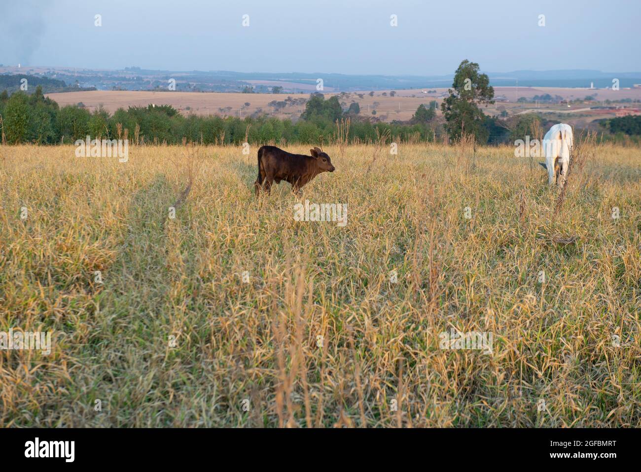 Bestiame bovino di manzo pascolo in una giornata calda sotto il sole intenso e molto secco erba durante l'autunno brasiliano. Ampio sistema di allevamento di bovini - bestiame in Foto Stock
