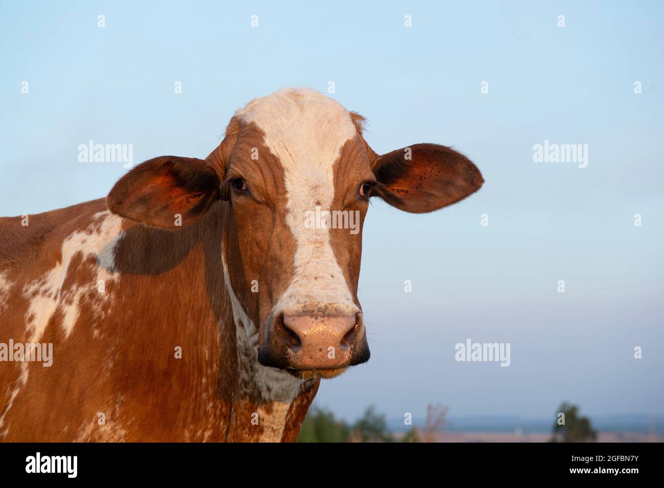 Primo piano della bella vacca olandese (Holstein Friesian) al tramonto, marrone e bianca, con le zecche che parassita l'orecchio. Il parassitismo è un inarmoni Foto Stock