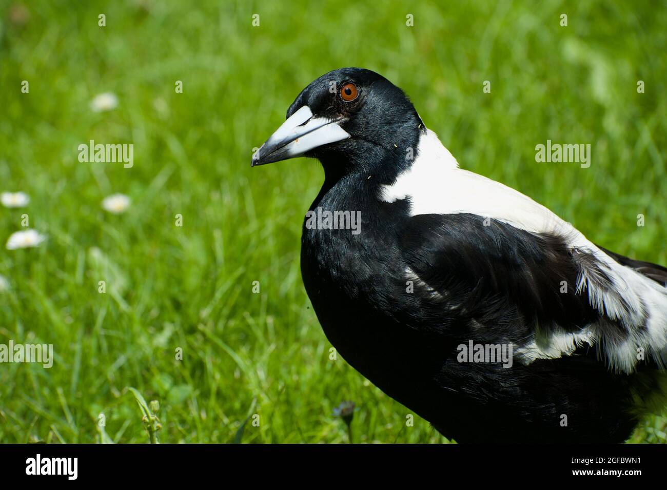 Si tratta di un Magpie australiano (Gymnorhina Tibicen), che è stato recentemente votato l'uccello più popolare dell'Australia - a causa della sua canzone incantevole. Foto Stock