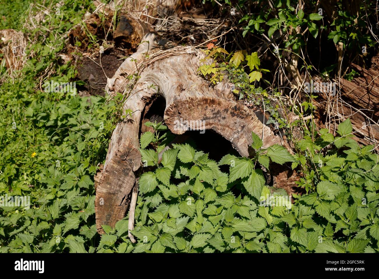 Legno morto, vecchio ceppo di albero gnarled che giace sul terreno, Germania, Europa Foto Stock