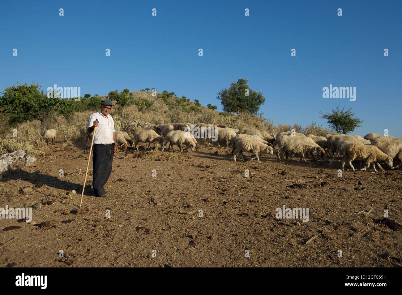 Economia e agricoltura in Grecia un pastore anziano con un bastone di legno sta conducendo il gregge di pecore tra le colline del Golfo di Igoumenitsa Foto Stock