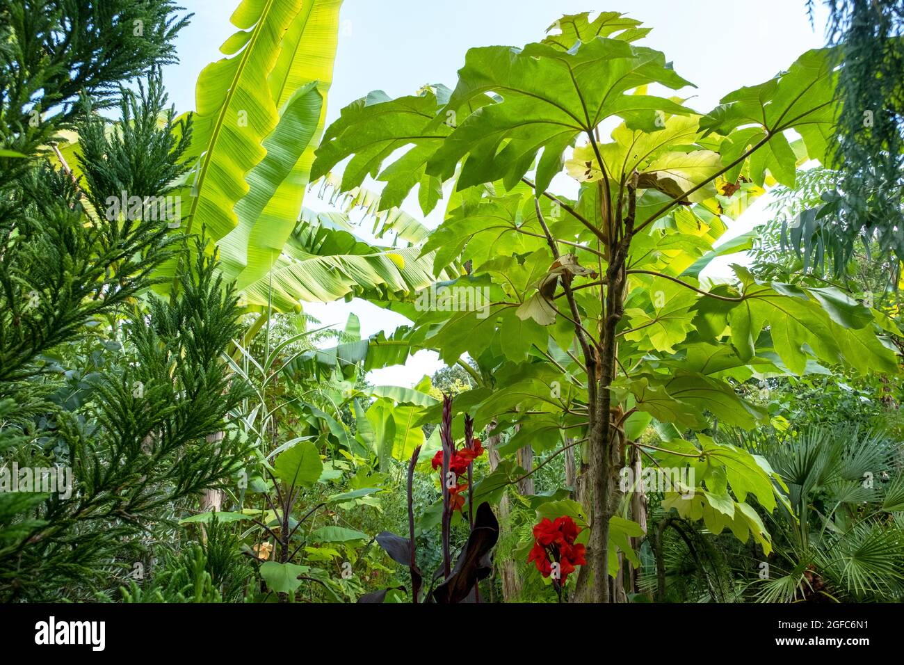 Giardino tropicale esotico presso Great Dixter House and Gardens, East Sussex, Inghilterra, Regno Unito. La casa del giardiniere e scrittore Christopher Lloyd. Foto Stock