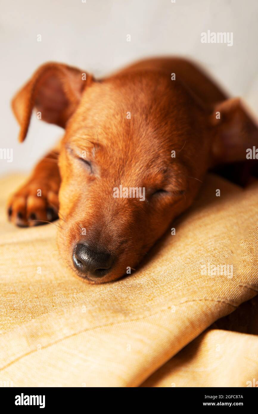 Un cane piccolo, un cucciolo dorme tranquillamente. Il concetto di cura, amore e cura degli animali domestici. Foto verticale. Foto Stock