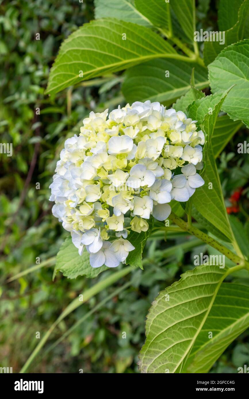Florescenza di hydrangea bianco primo piano Foto Stock