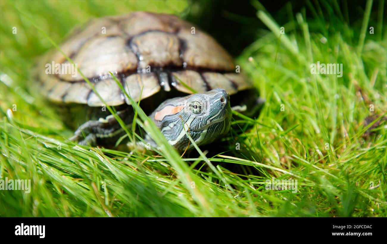 Natura, erba verde. Trachemys scripta elegans Red Eared Slider siede sul prato. Una tartaruga crogiola al sole Foto Stock