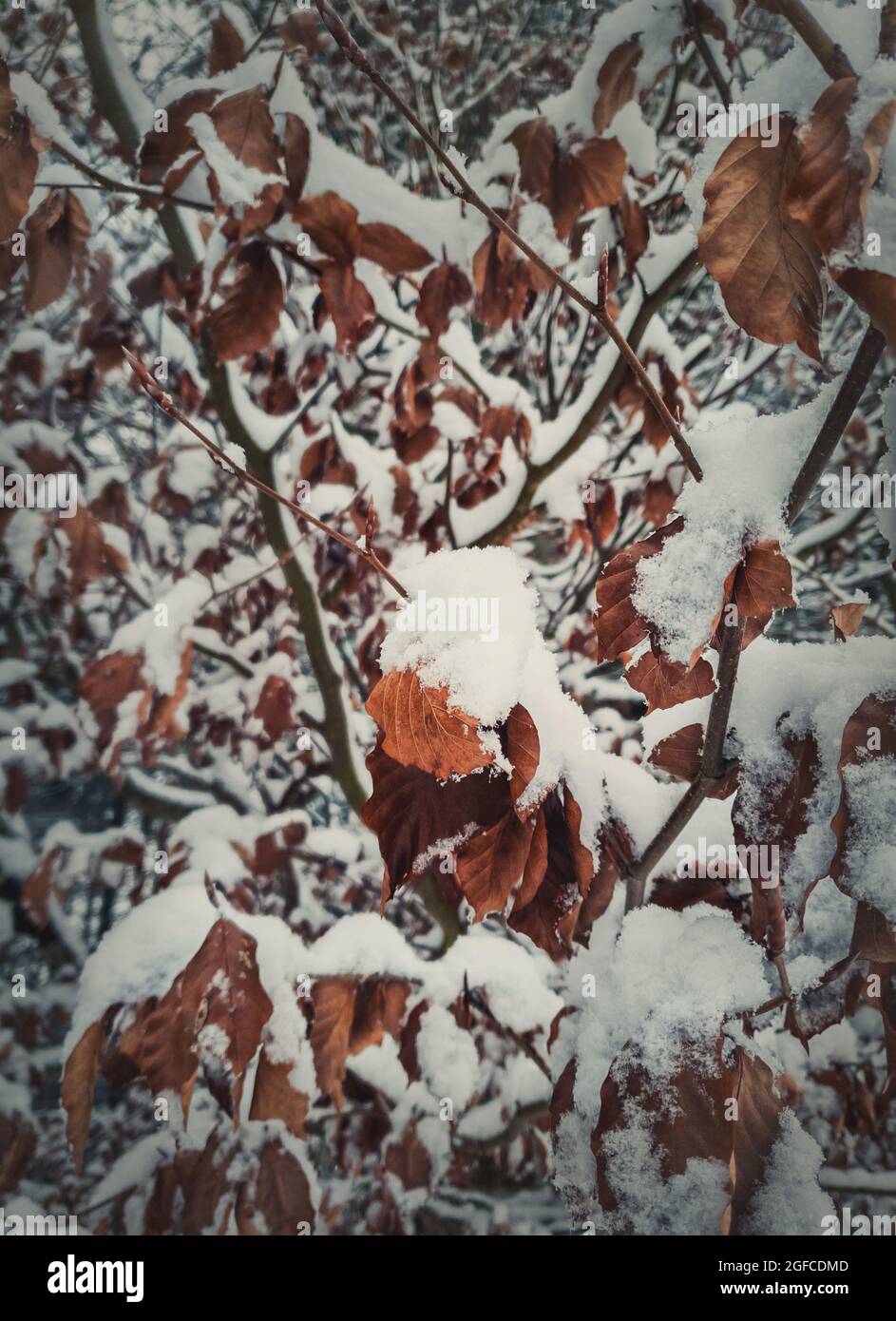 Primo piano neve coperta dorata leaves.Winter stagione sfondo. Natura ghiacciata, gelo sui rami dell'albero. Foto Stock