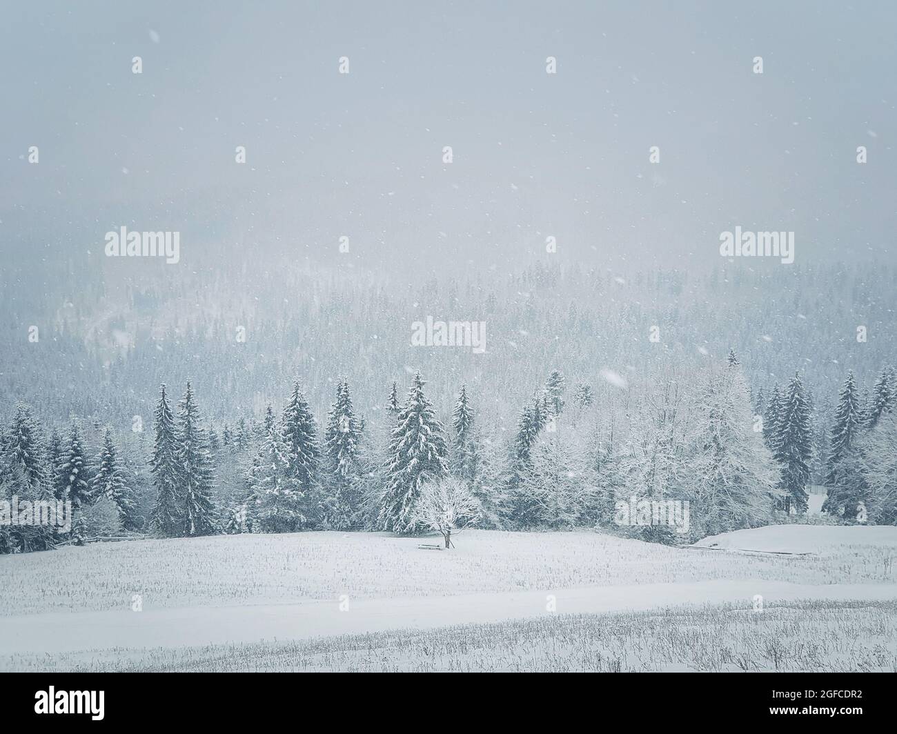 Paesaggio invernale di nevicate sui monti Carpazi. Meravigliosa scena idilliaca di nevicatura con una panchina sotto un solo albero di fronte a una foresta di conifere unde Foto Stock
