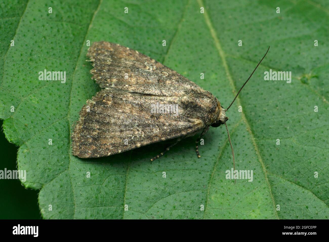 Gray dagger moth, Acronicta psi, Satara, Maharashtra, India Foto Stock