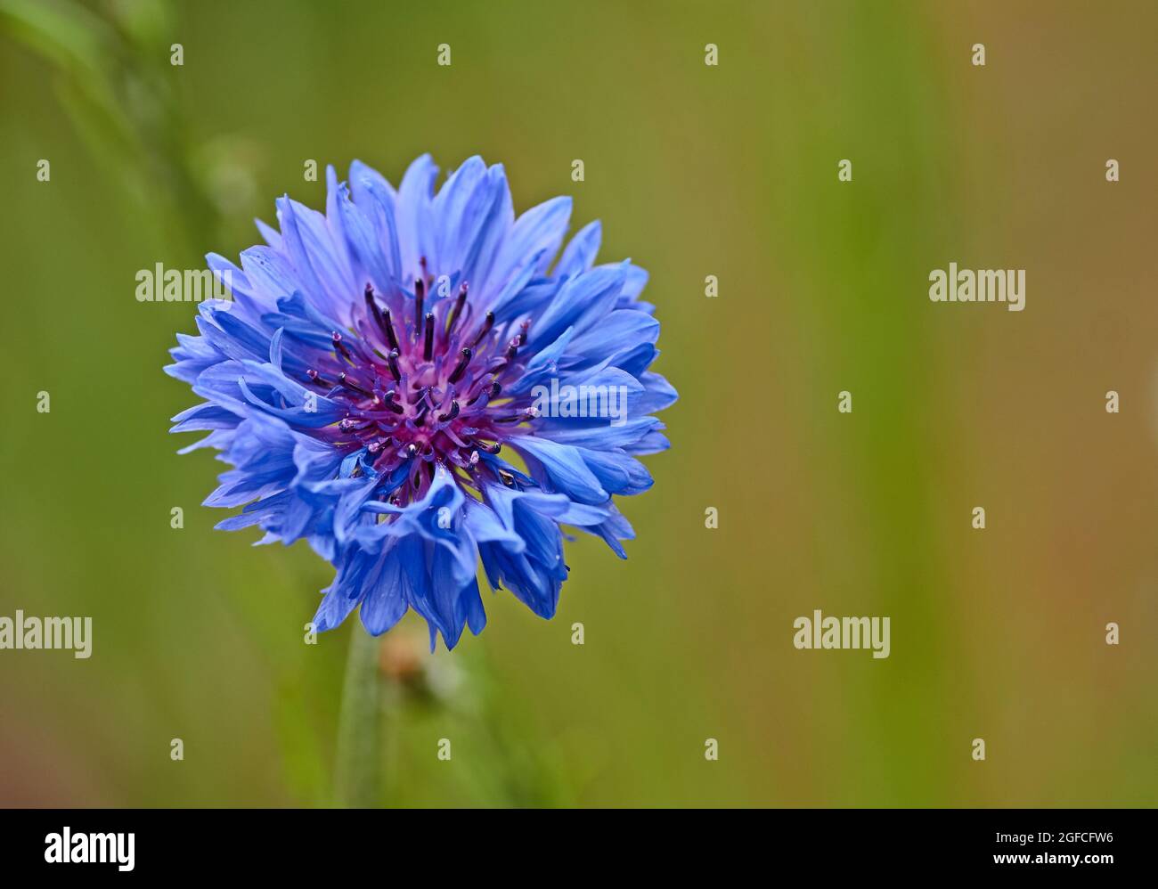 Il Bachelors pulsante centaurea cyanus - Cornflowersmedicinical pianta. Foto Stock