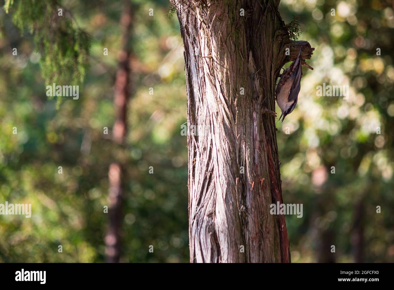 Uccello Nuthatch sul tronco di una vecchia ginepro Foto Stock