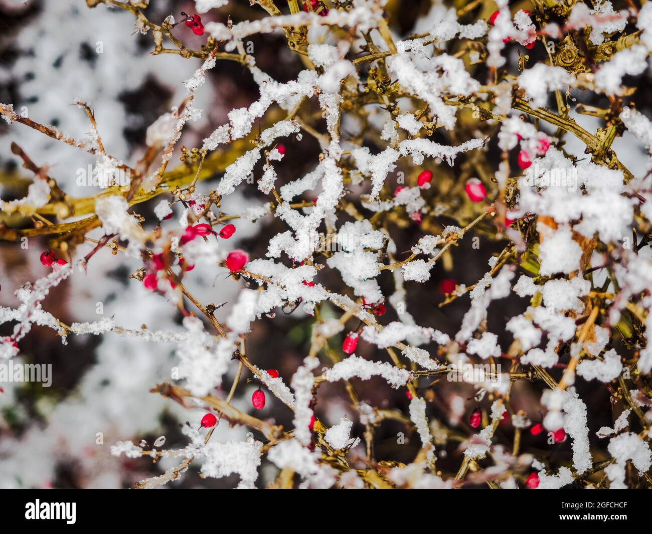 Fiocchi di neve su arbusti, primo piano con sfondo bokeh. Ghiacciato cespuglio con gelo e neve al parco della città, grigio paesaggio invernale con spazio copia. Orecchio Foto Stock