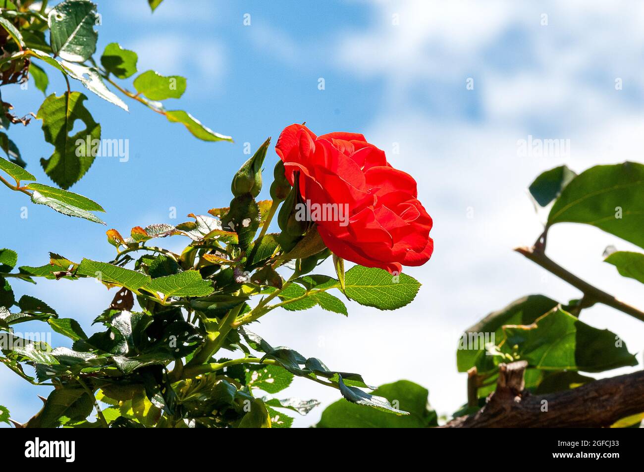 Arrampicata rosa. Rosa la fiducia del Principe Foto Stock