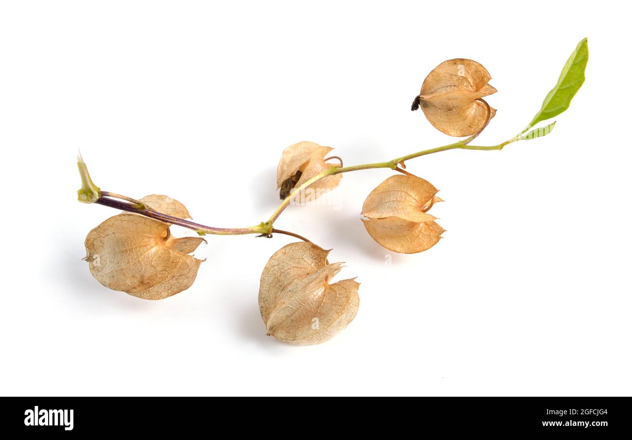 Fisici di Nicandra. È noto con i nomi comuni mela-di-Perù e pianta di shoo-fly. Isolato Foto Stock