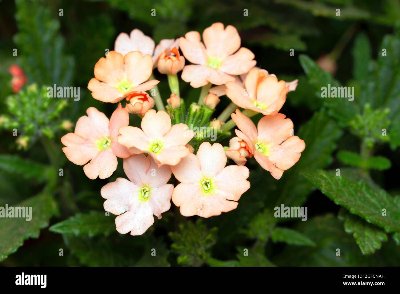 Orange Garden verbena, Verbena Hybrid, Pune, Maharashtra, India Foto Stock