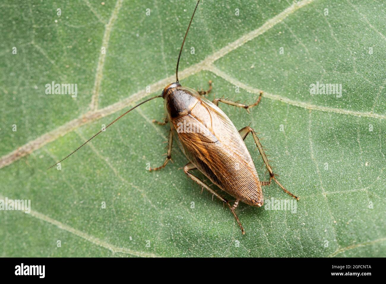 Scarafaggio forestale, Ectobius vittiventris, Satara, Maharashtra, India Foto Stock