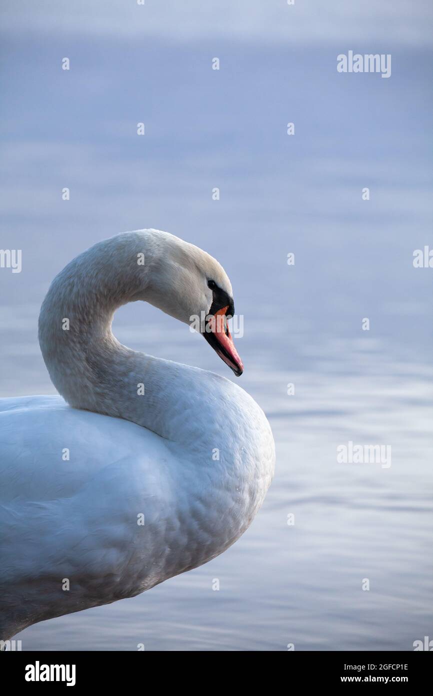 Vista laterale di un cigno muto, cygnus olor, che nuota nel mare calmo, in una fresca mattina presto. Foto Stock