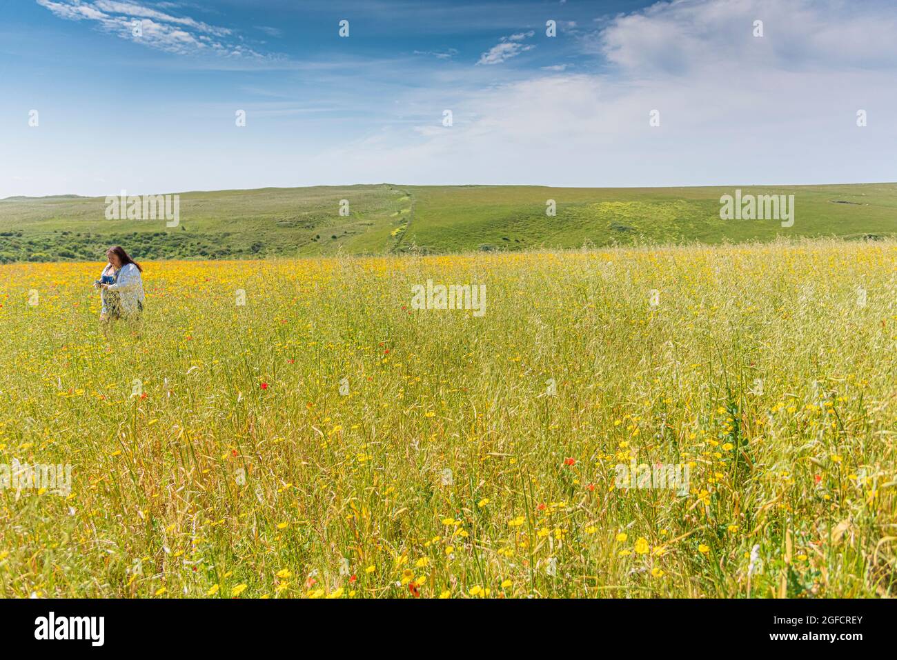 Un villeggiante che cammina attraverso un campo di fiori selvatici su West Pentil a Newquay in Cornovaglia. Foto Stock