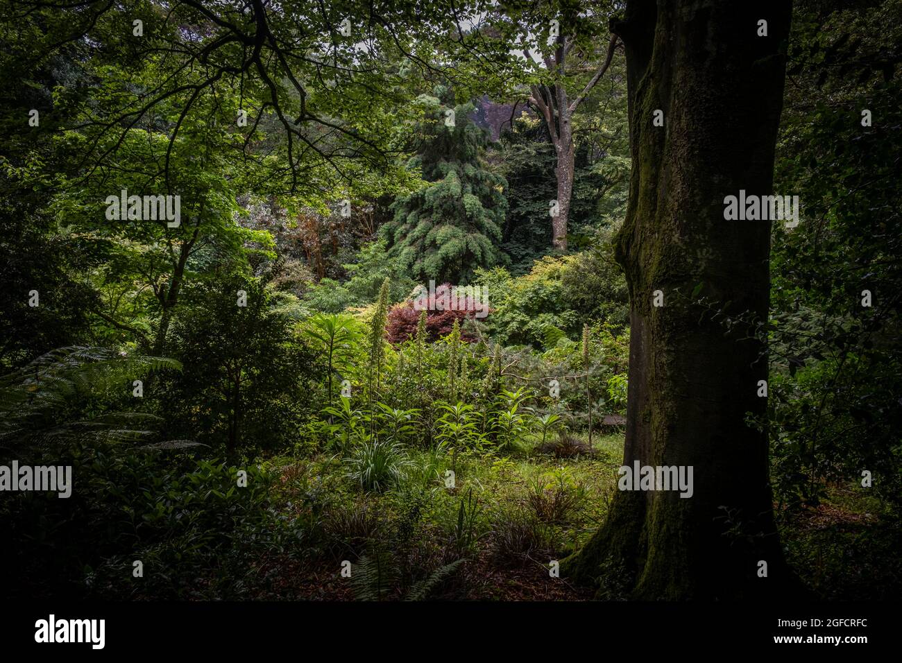 La vista spettacolare sulla vegetazione lussureggiante nei giardini subtropicali Trebah in Cornovaglia. Foto Stock