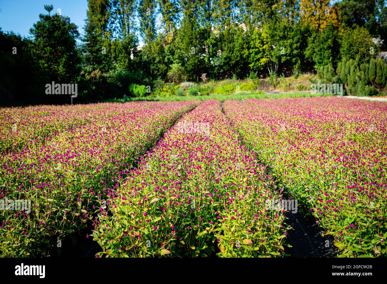Vila Nova De Gaia, Portogallo. 24 agosto 2021. Una vista di un campo di globo amaranth in Cantinho das Aromáticas. Credit: SOPA Images Limited/Alamy Live News Foto Stock