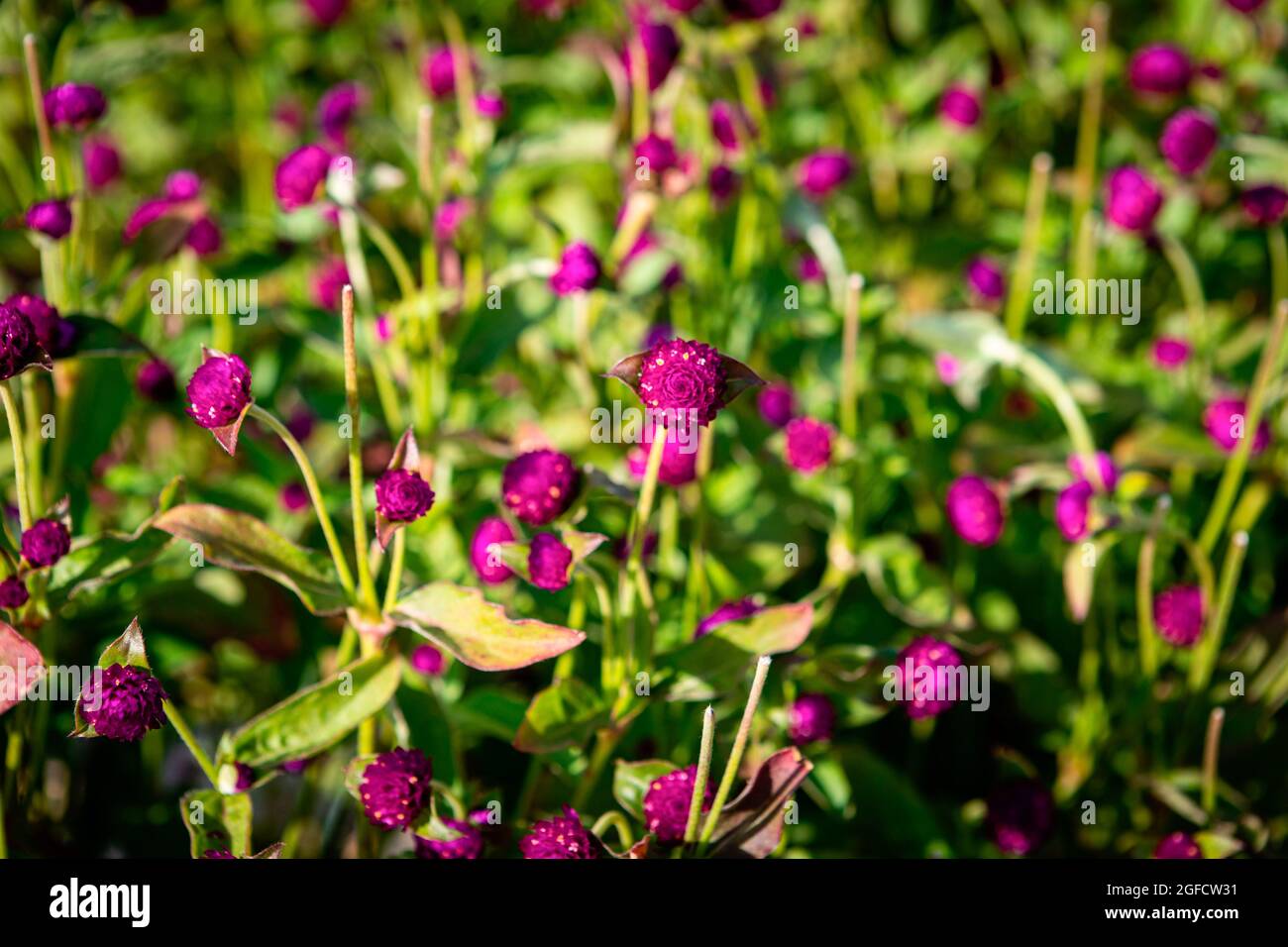 Vila Nova De Gaia, Portogallo. 24 agosto 2021. Una vista di un campo di globo amaranth in Cantinho das Aromáticas. Credit: SOPA Images Limited/Alamy Live News Foto Stock