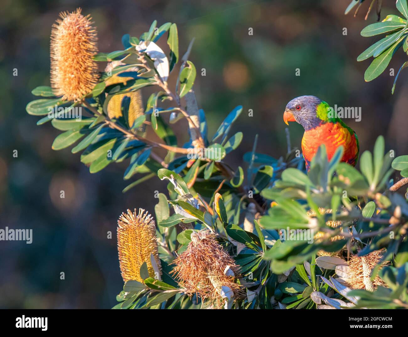 Rainbow Lorikeet che si sippe dai fiori di Banksia a Killcare Beach sulla costa centrale del NSW, Australia Foto Stock