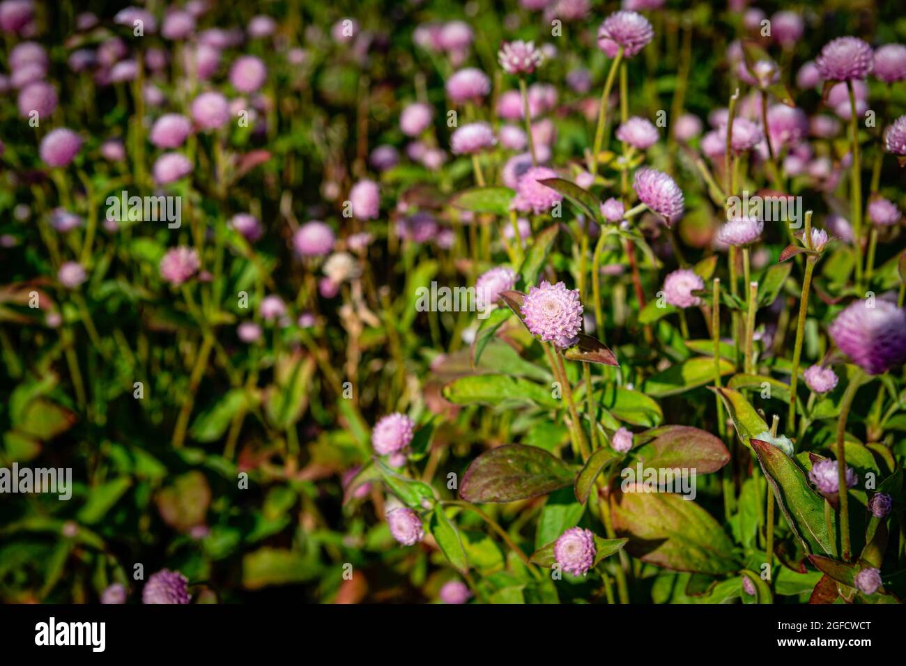 Vila Nova De Gaia, Portogallo. 24 agosto 2021. Una vista di un campo di lavanda amaranto in Cantinho das Aromáticas. (Foto di Teresa Nunes/SOPA Images/Sipa USA) Credit: Sipa USA/Alamy Live News Foto Stock