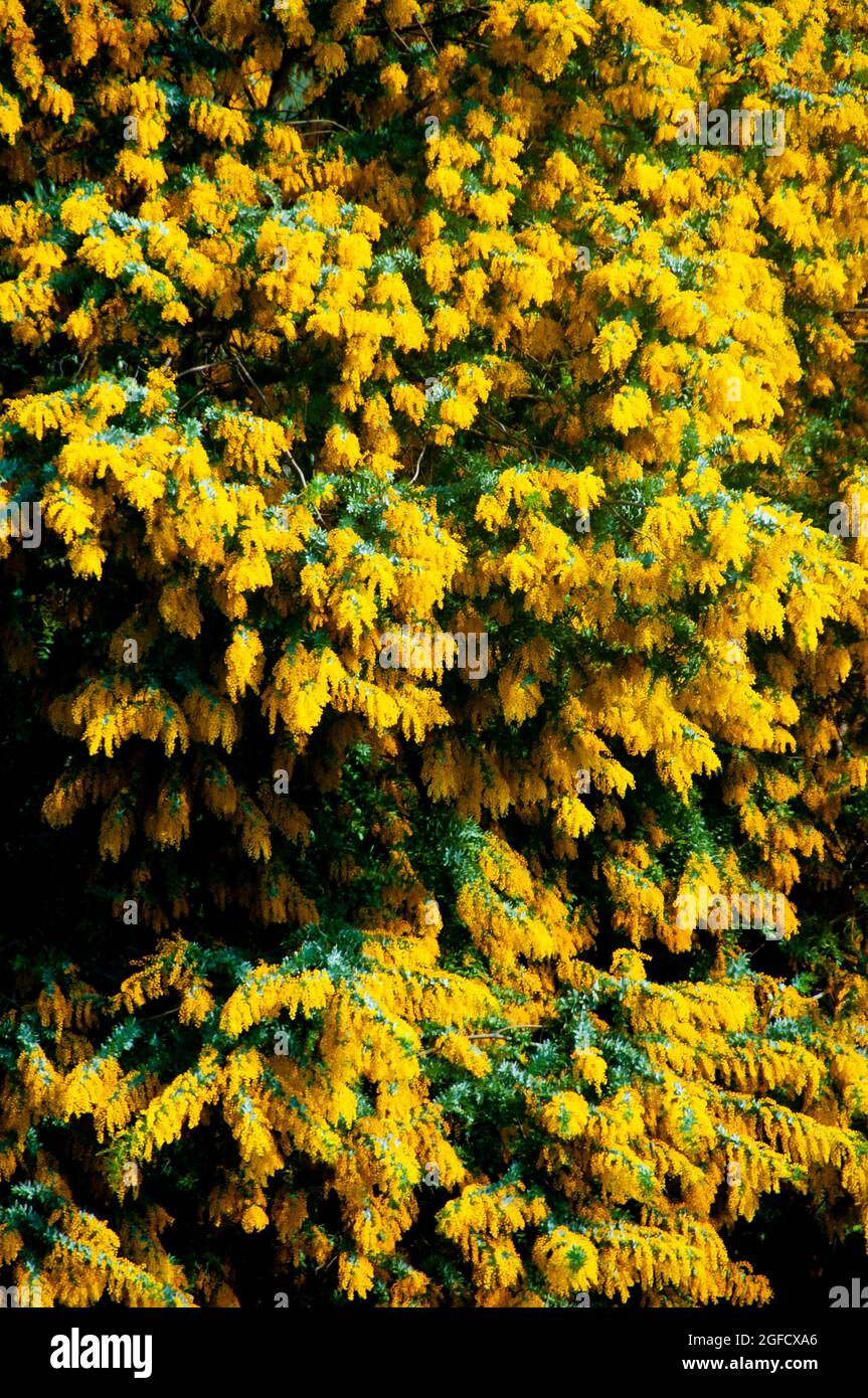 Acacia Dealbata pianta di fioritura - Australia Foto Stock