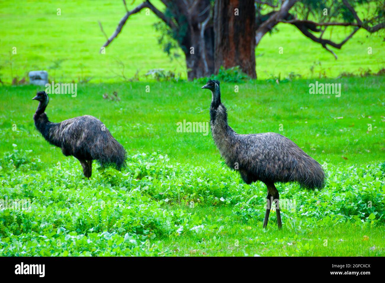 L'Uem famiglia nella selvaggia - Australia Foto Stock