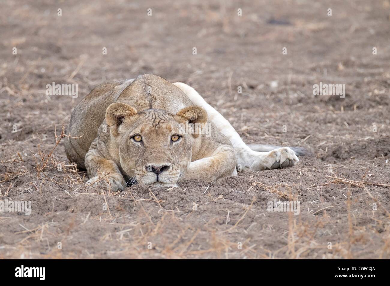 Lionessa (Panthera leo), a terra. Parco Nazionale di Luangwa del Sud, Zambia, Africa Foto Stock