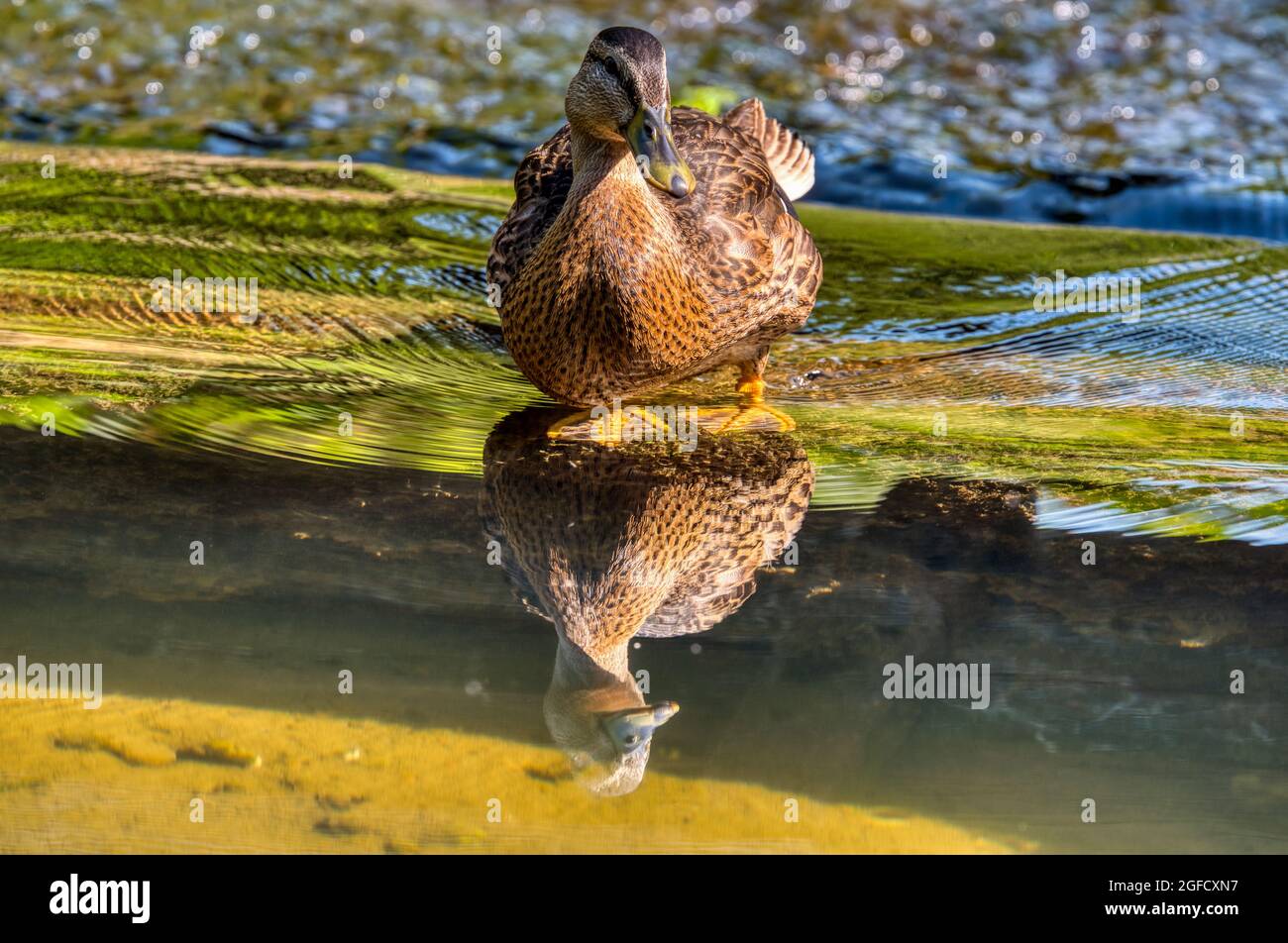 Un'anatra di mallardo, Anas platyrhynchos, e la sua riflessione in acqua, Chesterfield Canal, Scofton, Notinghamshire, Regno Unito Foto Stock