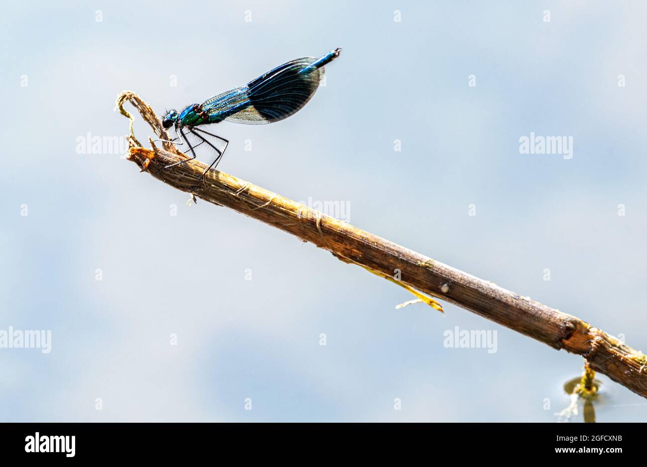 Demoiselle a bande maschili, Calopteryx splendens, damselfly appollaiato su un bastone nel canale di Chesterfield, Regno Unito Foto Stock