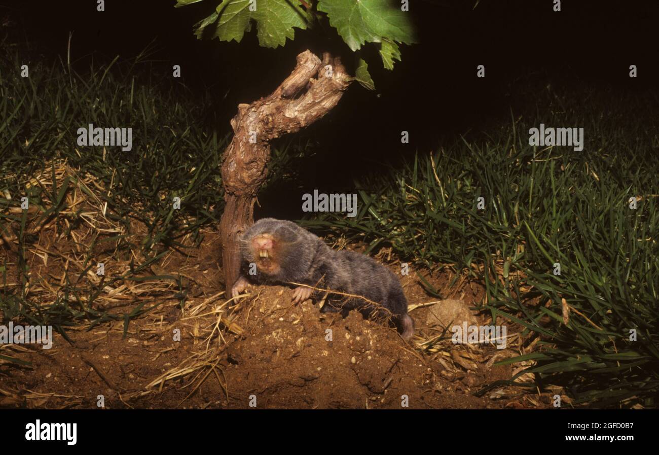 Medio Oriente cieco talpa-rat Foto Stock