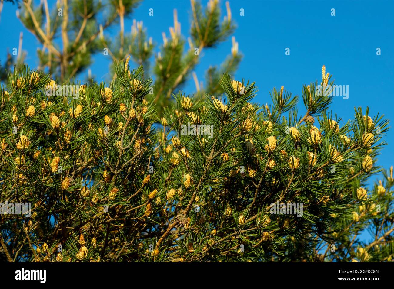 Germogli di pino fiorenti, un paesaggio di primavera bello per carta da parati della foto Foto Stock