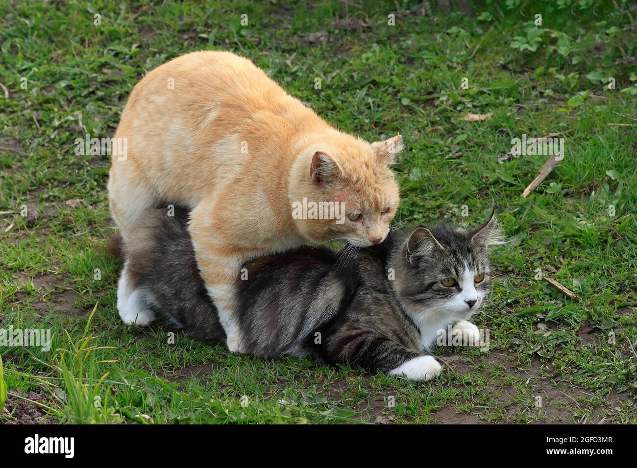 Ginger gatto lotta con un gatto grigio sulla strada in giardino. Foto Stock