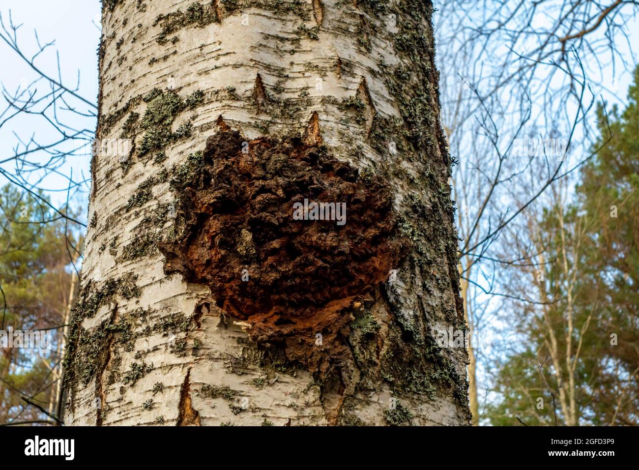 Malattia dell'albero dell'alder, crescita, gonfiore sullo sfondo del tronco. Foto Stock