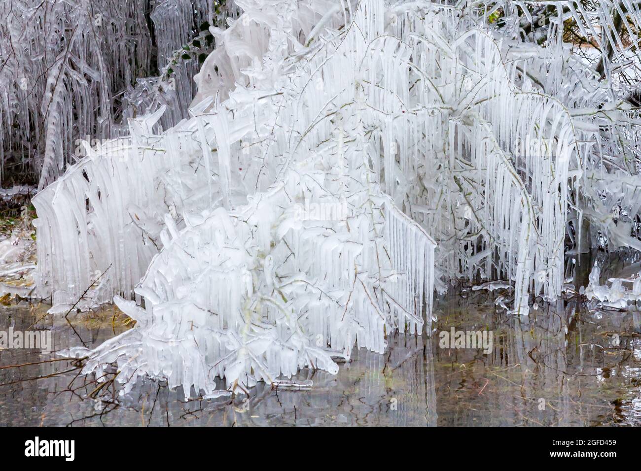 Alberi ricoperti di ghiaccio e ghiaccioli in gelido clima invernale Norfolk Foto Stock