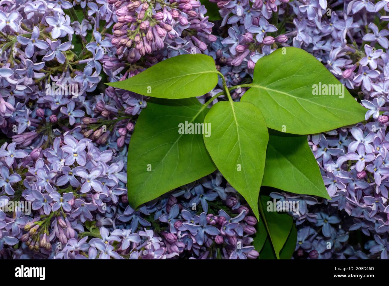 Fondo lilla con foglie verdi per design. Foto Stock