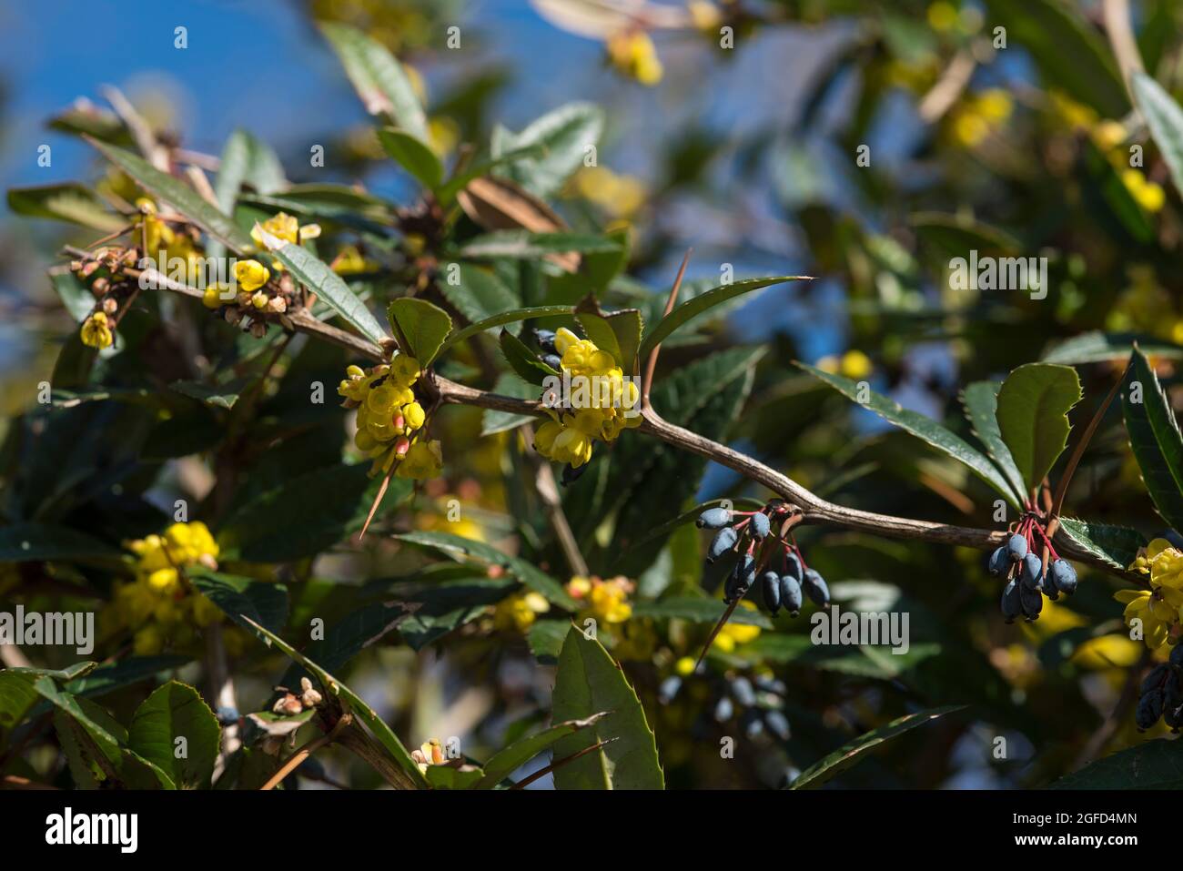 Berberis julianae - Barberry Wintergreen, AKA Barberry cinese. Grappoli di fiori gialli a forma di campana, grappoli di bacche blu scuro/viola Foto Stock