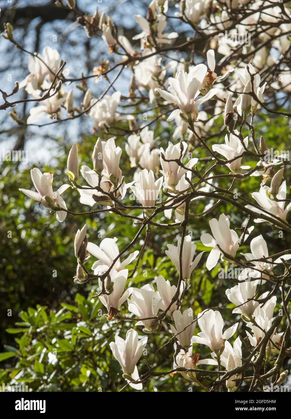 I petali bianchi della Magnolia cinese, la varietà decidua Magnolia soulangeana, la AKA Saucer Magnolia, fiori fioriscono in primavera prima delle foglie. Foto Stock
