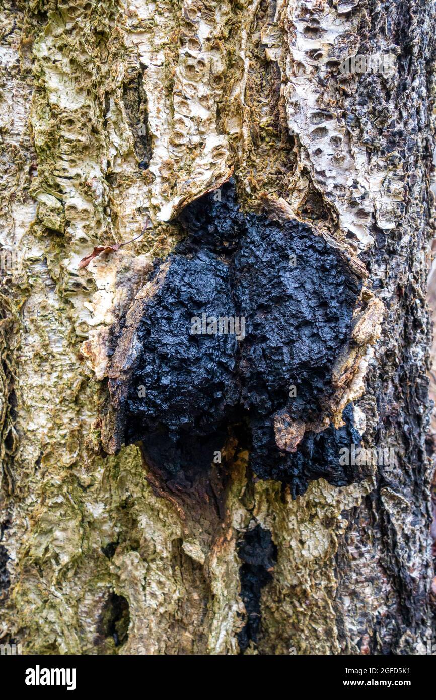 Fungo di Chaga su un albero di betulla da vicino. Ha proprietà curative, trattamento di malattie e cancro. Foto Stock