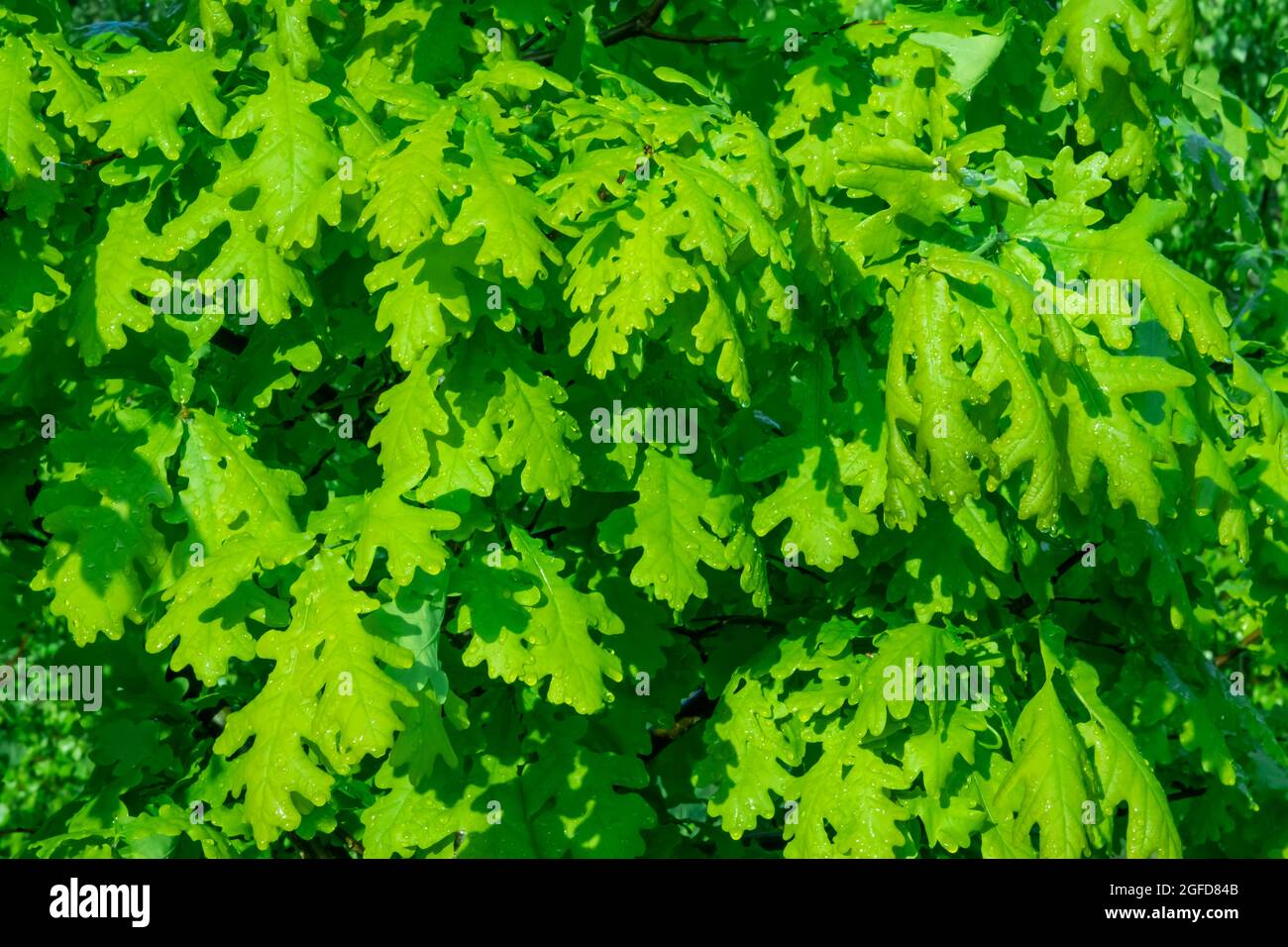 Foglie di verde brillante sui rami di un albero di quercia. Sfondo bellissimo di verde giovane fogliame Foto Stock