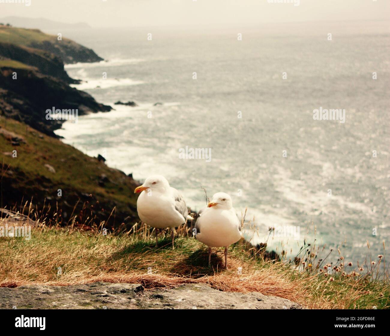 Un'estate selvaggia irlandese a Kerry Foto Stock
