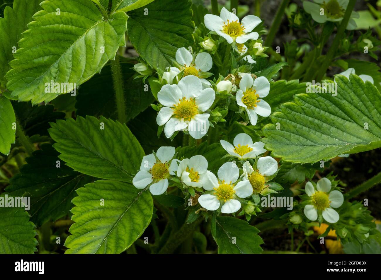Fiori di fragola nel letto del giardino, sfondo agricolo bello Foto Stock