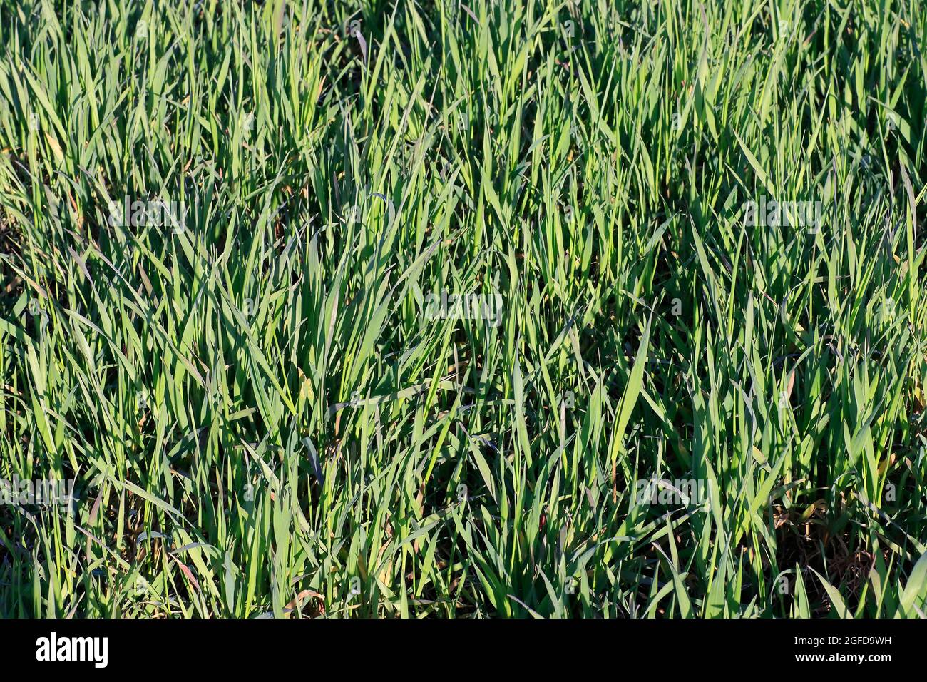 Germogli verdi di grano di inverno sul campo. Sfondo agricolo per banner, pubblicità e design. Foto Stock