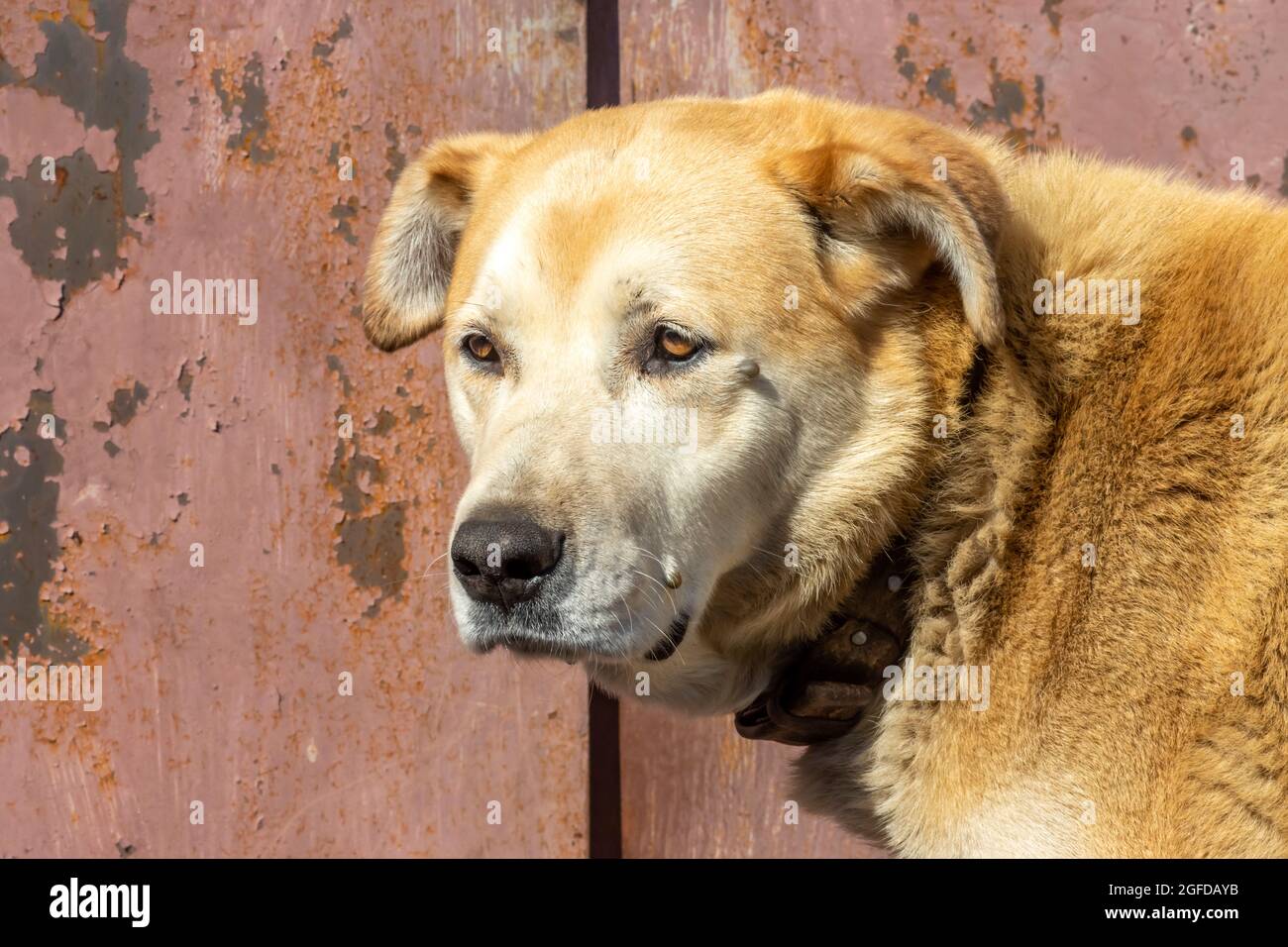 Diverse zecche sulla testa dei cani, portatori di virus e malattie Foto Stock