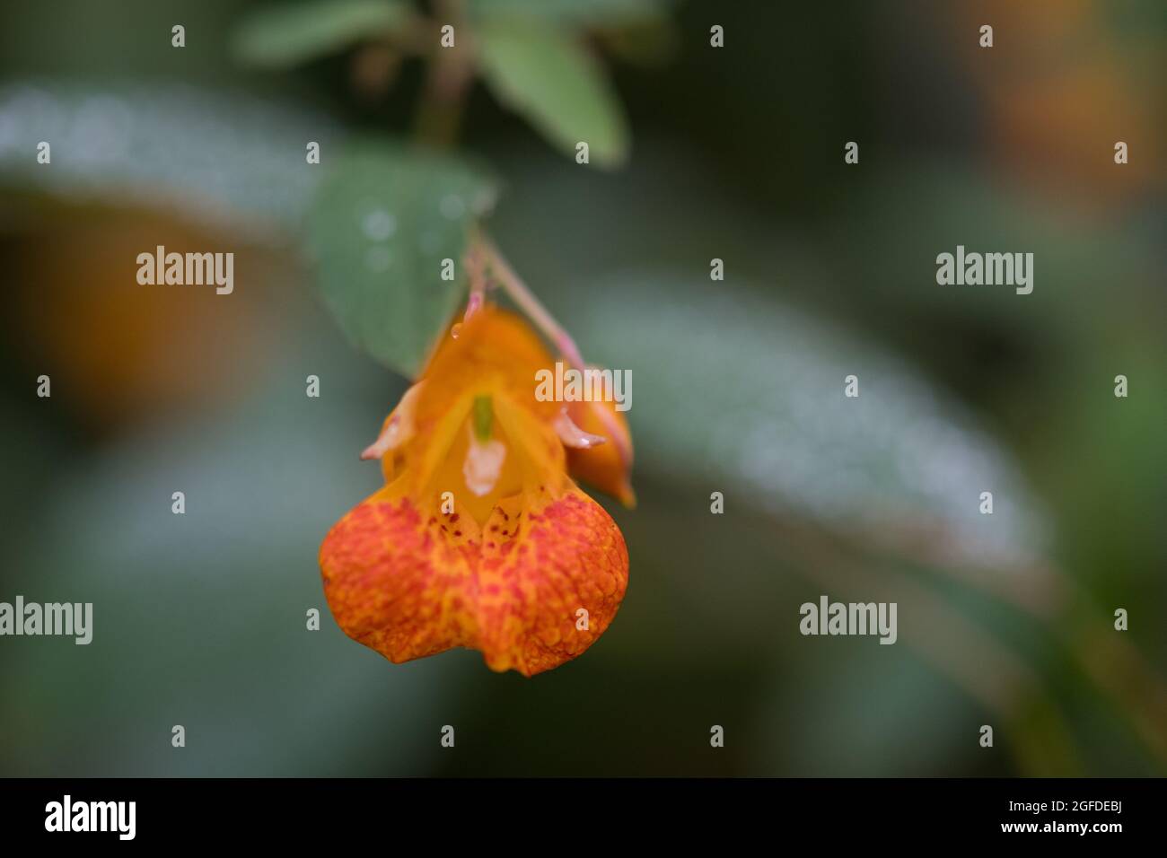 Arancio Jewelweed isolato Foto Stock